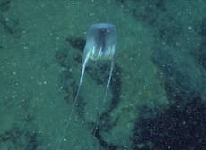 New species of comb jelly that ‘moves like hot air balloon’ discovered