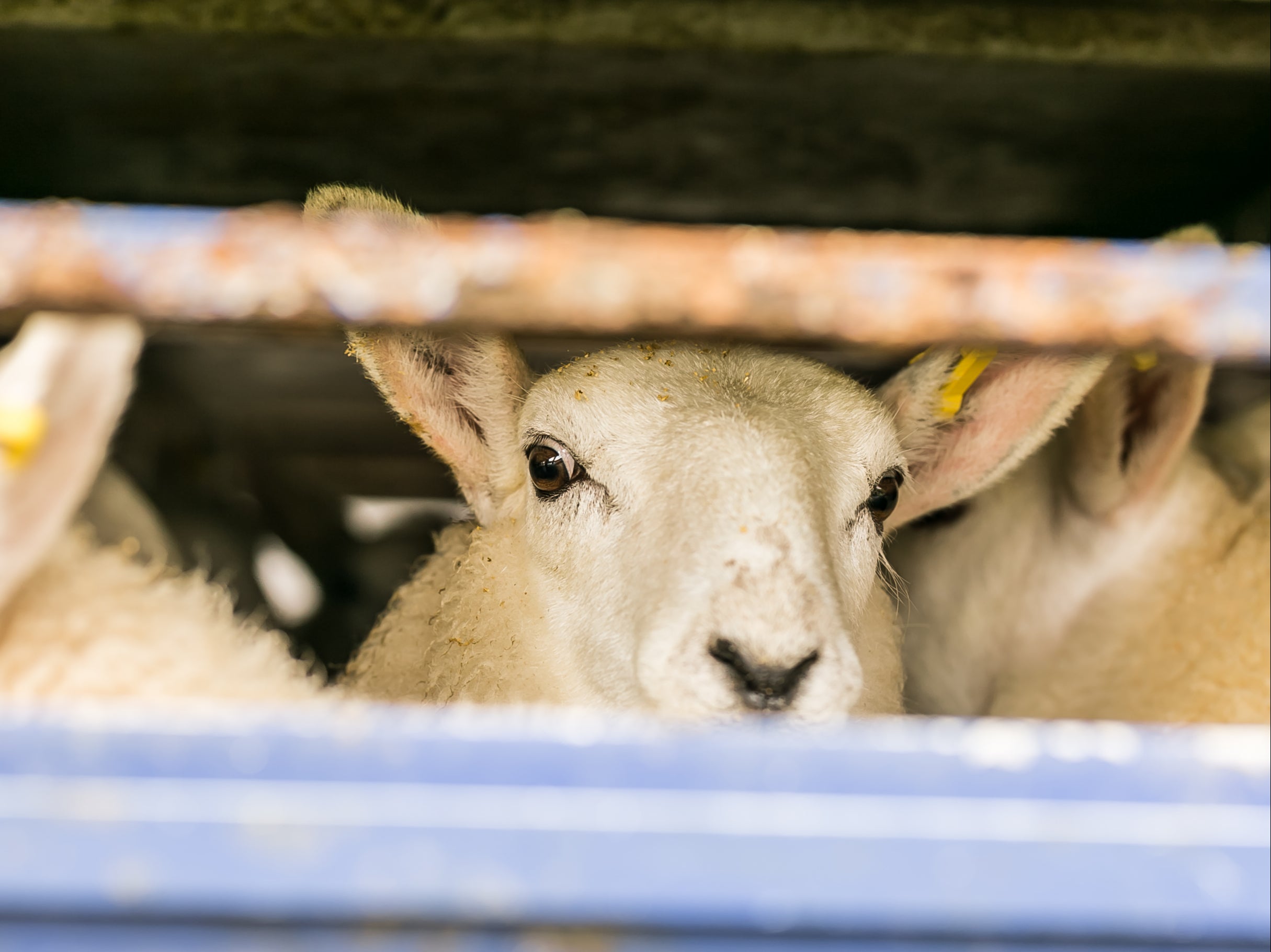 Around 6,400 live animals were exported direct to slaughter from the UK in 2018