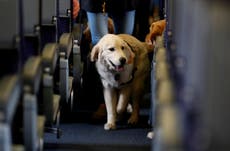 US airlines can ban emotional support animals from flights