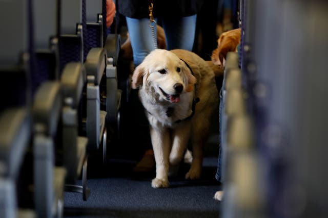  US airlines can ban emotional support animals from flights