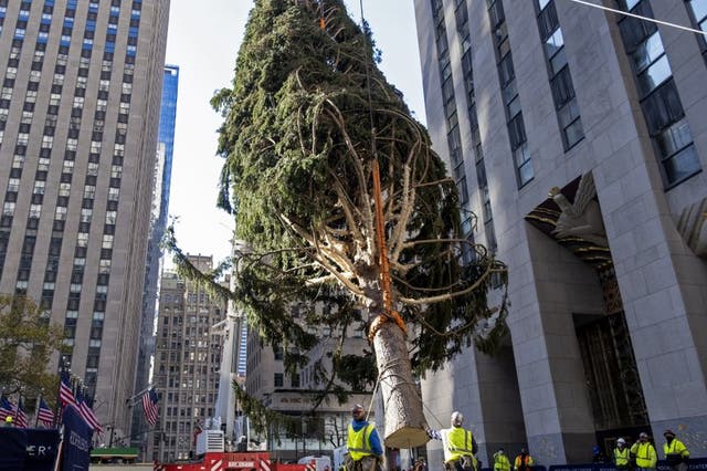ARCHIVO - En esta foto de archivo del 14 de noviembre de 2020, trabajadores instalan un abeto noruego en el Rockefeller Center de Nueva York que será el tradicional árbol de Navidad de este año. La ceremonia de encendido el miércoles 2 de diciembre de 2020 estará sujeta a normas estrictas impuestas por la pandemia de coronavirus. 