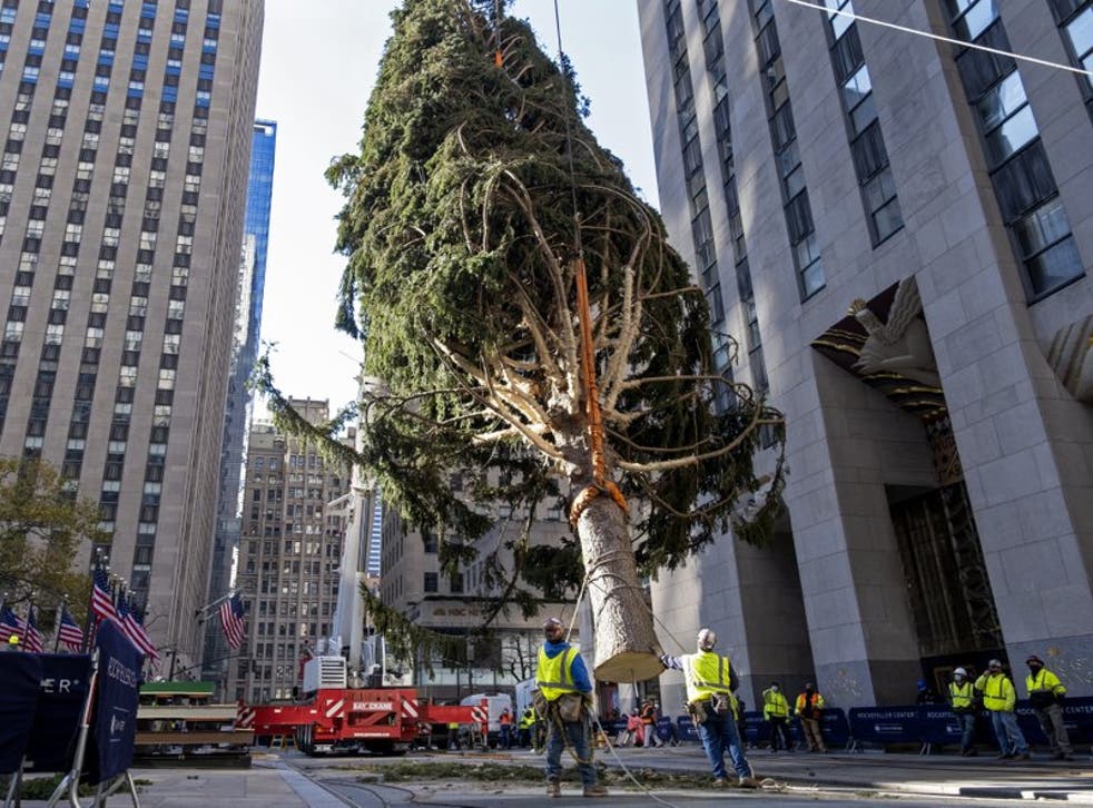 ARCHIVO - En esta foto de archivo del 14 de noviembre de 2020, trabajadores instalan un abeto noruego en el Rockefeller Center de Nueva York que será el tradicional árbol de Navidad de este año. La ceremonia de encendido el miércoles 2 de diciembre de 2020 estará sujeta a normas estrictas impuestas por la pandemia de coronavirus.