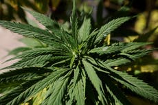 UN removes cannabis from list of world’s most dangerous drugs