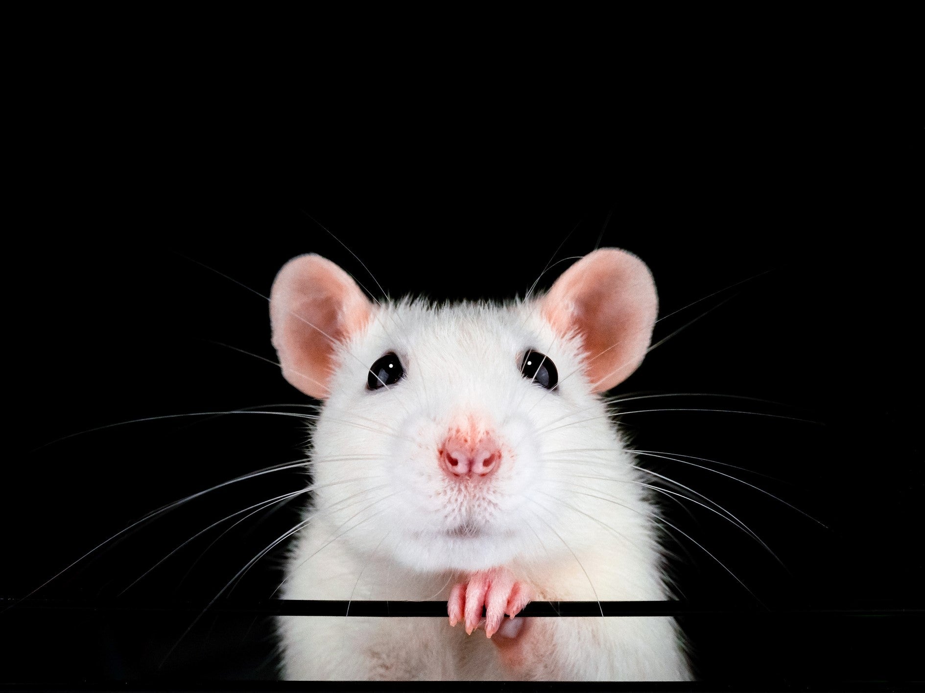 Scientists 'reverse the clock' on biological ageing to restore vision in old  mice | The Independent
