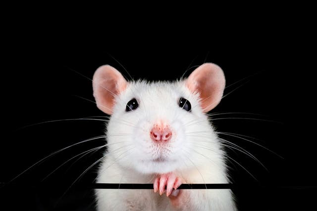 <p>Researchers say they restored vision in old mice by reversing the biological clock</p>