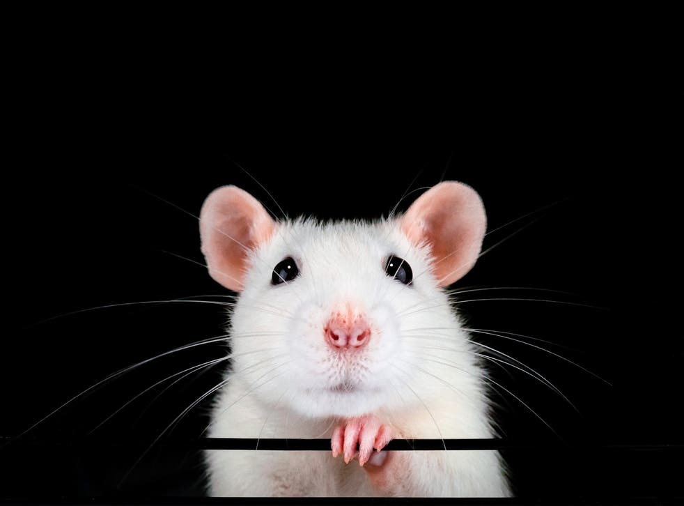 Los investigadores dicen que restauraron la visión en ratones viejos al invertir el reloj biológico