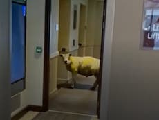 Sheep tries to enter lift in Welsh hotel