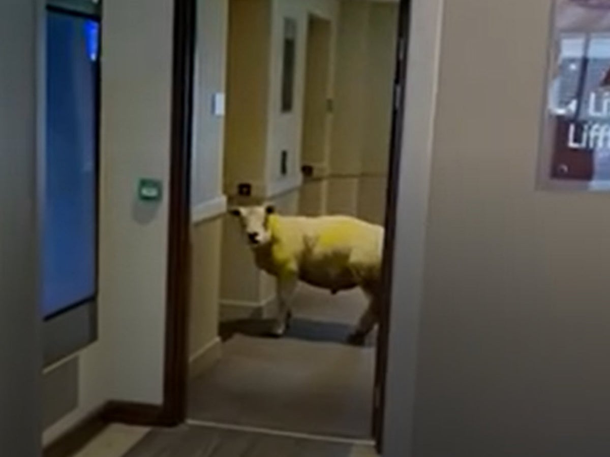 A Weird Dream Sheep Tries To Enter Lift In Welsh Hotel The Independent