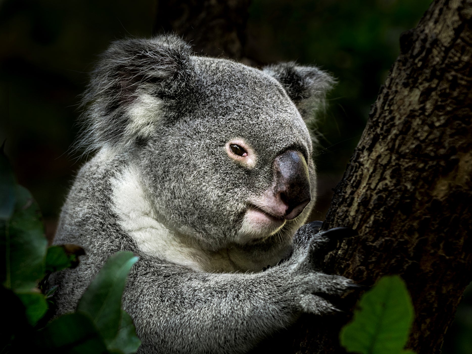 A koala in a eucalyptus tree - a more usual hangout