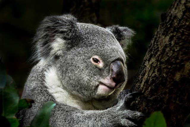 A koala in a eucalyptus tree - a more usual hangout