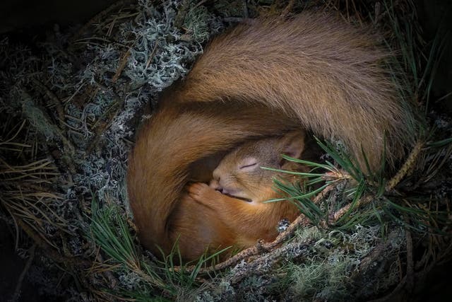 <p>A red squirrel nestles with a partner (mostly concealed) in a box of twigs and brush setup by the photographer Neil Anderson near his home in the Scottish Highlands</p>