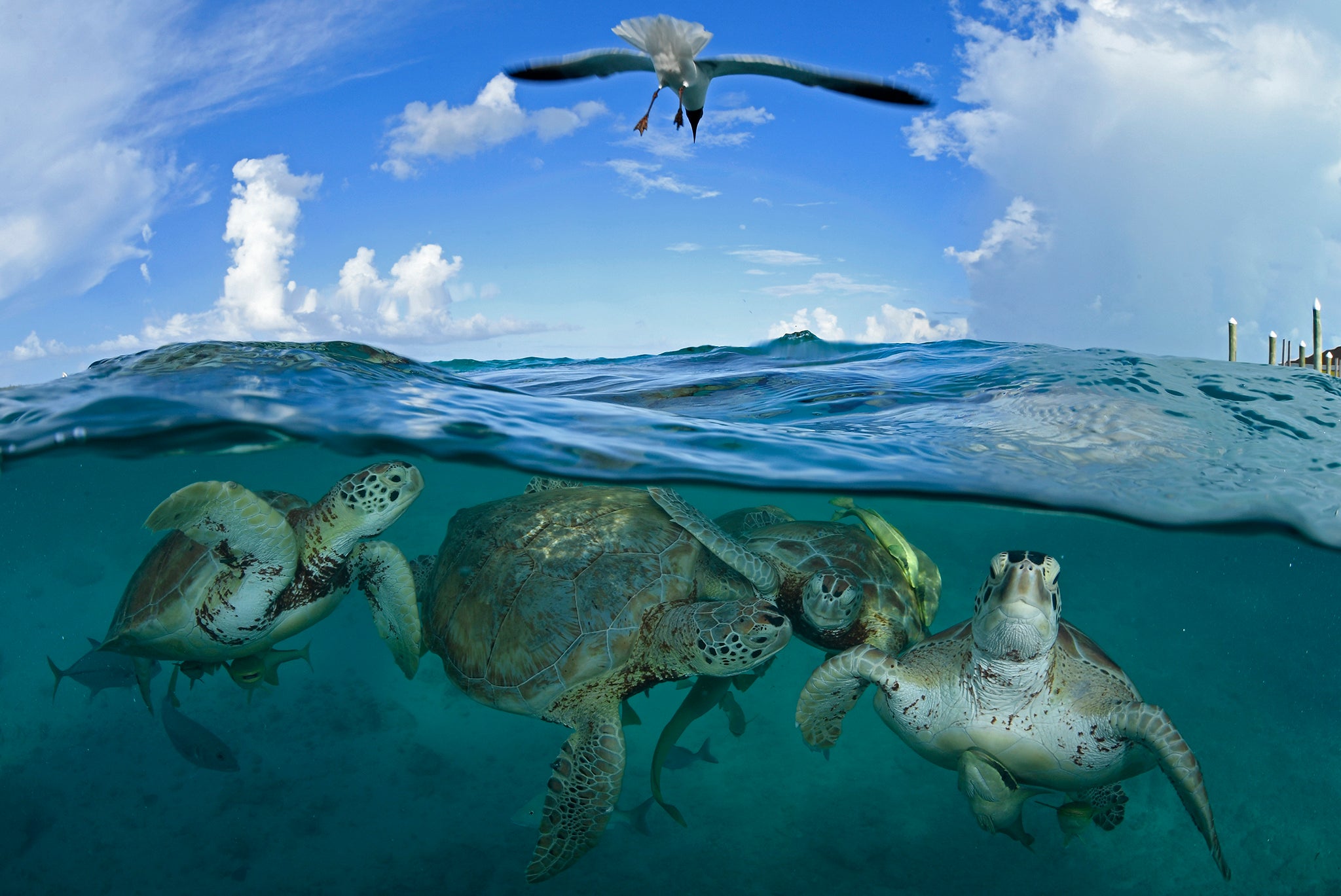 Endangered green sea turtles in Little Farmer’s Cay in the Bahamas