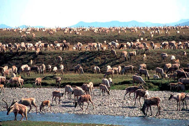 Alaska Wildlife Refuge Oil Leasing