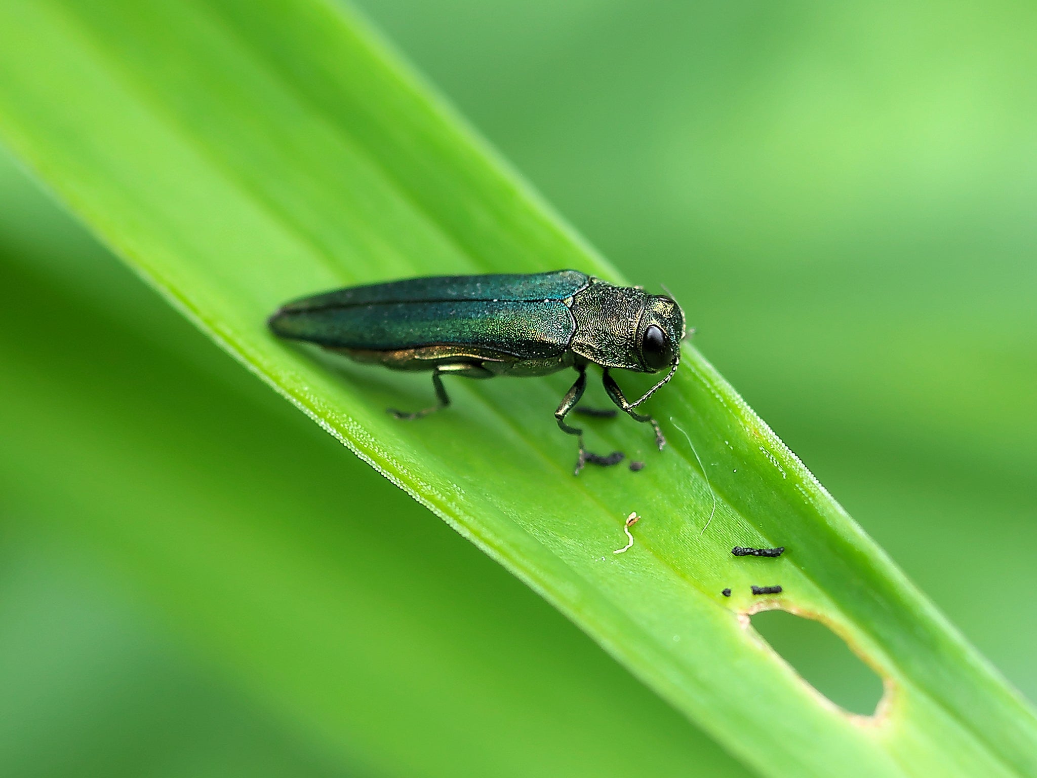 The pesky ash emerald borer, which was accidentally introduced to the US, has already killed millions of trees and Europe is vulnerable, scientists have warned
