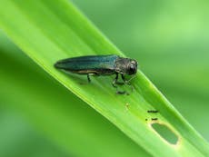 Threat to billions of ash trees by deadly beetle ‘could be thwarted’