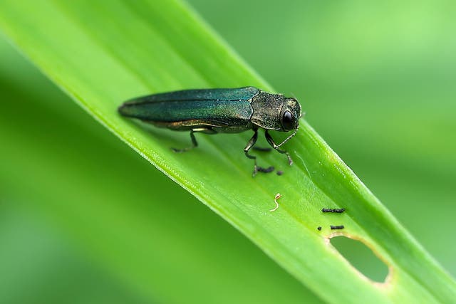 <p>The pesky ash emerald borer, which was accidentally introduced to the US, has already killed millions of trees and Europe is vulnerable, scientists have warned</p>