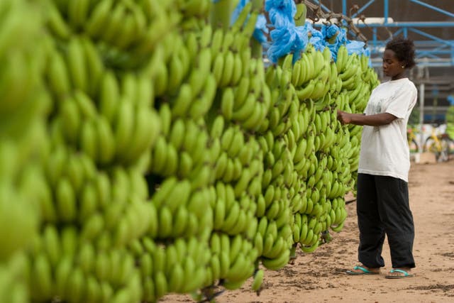 <p>A worker removing dried flowers from bunches of bananas on a plantation in Ghana, West Africa</p>