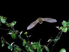 Bats are carrying other coronaviruses that could transmit to humans, says Wuhan’s expert virologist 