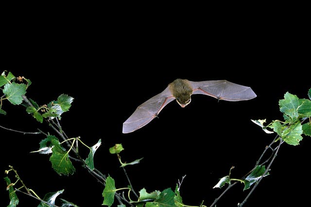 <p>Scientists have suggested that bats played a role in the transmission of the novel coronavirus to humans</p>