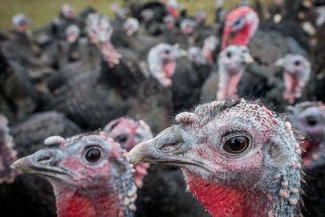 Free-range turkeys and other birds will soon have to be kept indoors