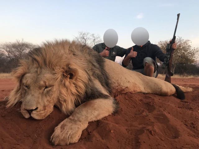 A lion killed in a hunt brokered by Tsala Hunting Safaris in South Africa