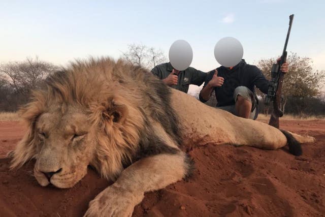 A lion killed in a hunt brokered by Tsala Hunting Safaris in South Africa