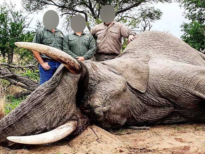 A trophy hunter poses with the elephant he killed outside Kruger National Park