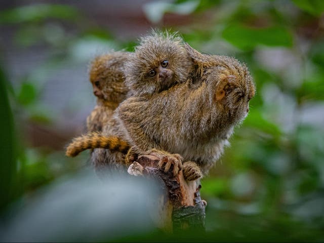 <p>Eastern pygmy marmosets are one of the world’s smallest species of monkey</p>