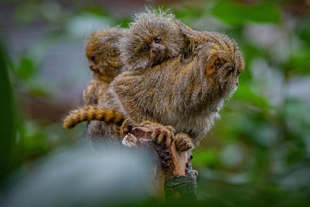 <p>Eastern pygmy marmosets are one of the world’s smallest species of monkey</p>