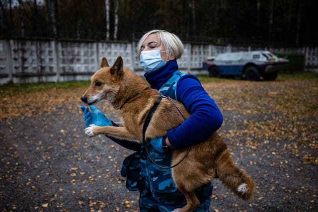 A trainer from the canine service of Russias Aeroflot carrier trains a  Sulimov sniffer dog to detect coronavirus in biomaterial from infected people near Moscow’s Sheremetyevo Airport on October 9, 2020. Research into the use of sniffer dogs to detect Covid-19 is being carried out in Australia.