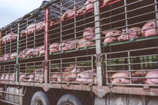 Why I can’t support proposed plan to ban the live export of animals 
