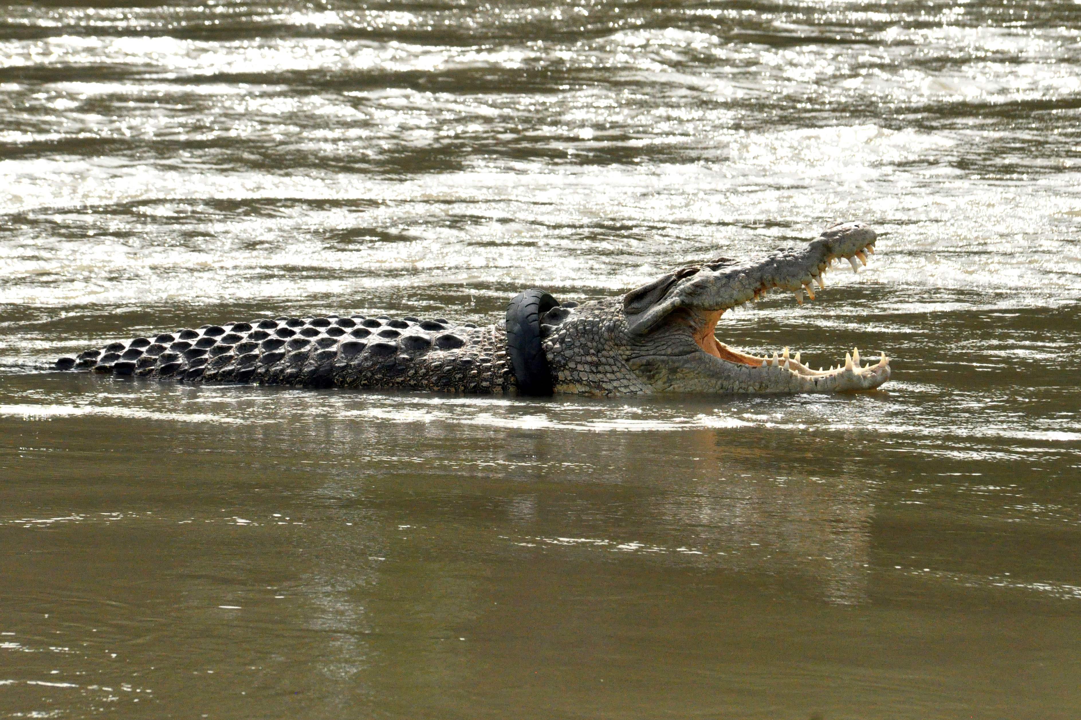 A crocodile with a motorbike tyre around its neck in a river in Palu, Central Sulawesi province, months after Australian television presenter and crocodile expert Matthew Nicholas Wright failed to trap it to remove the tyre