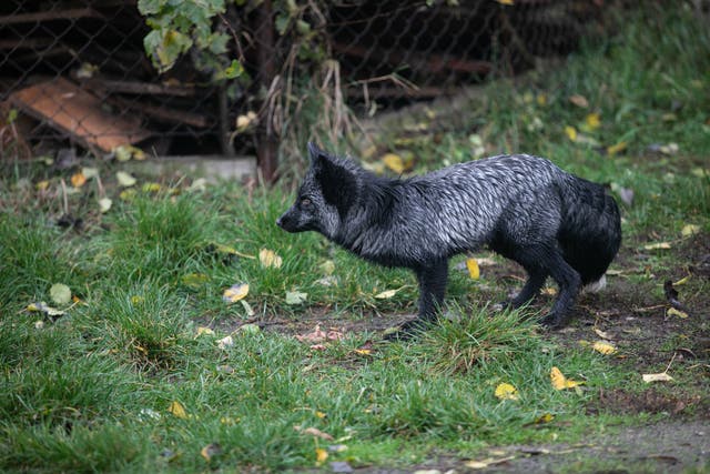 Open Cages, a British-based charity, investigated the fur farm in Poland after receiving complaints