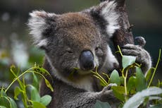 Australia to use drones to count every Koala as extinction looms