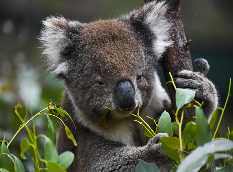 Australia To Use Drones To Count Every Koala In The Country As Threat 