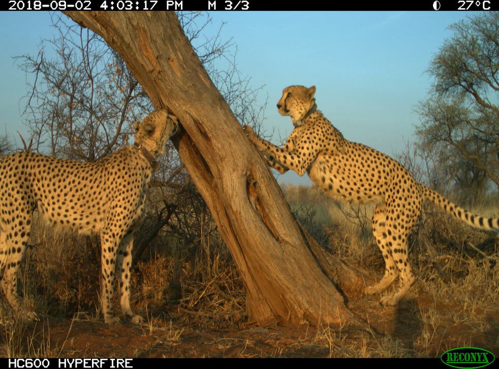 selvbiografi Uheldig evig Avoiding cheetah hangouts helps ranchers protect calves cheetahs cheetahs  Research conflicts calves | The Independent