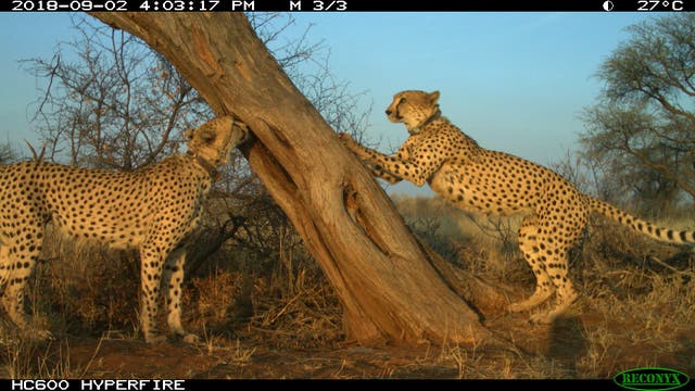 Cheetah Hangouts
