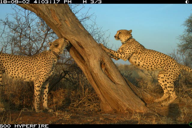 Cheetah Hangouts
