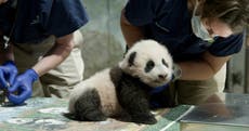 National Zoo extends panda deal with China through 2023