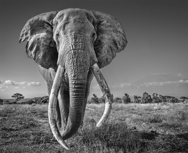 <p>David Yarrow’s image of Craig the elephant is one of two prints for sale</p>