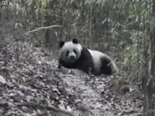 A panda rolls in manure