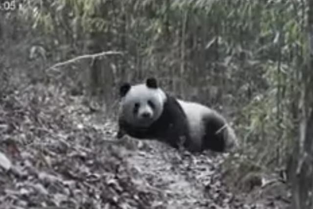 A panda rolls in manure
