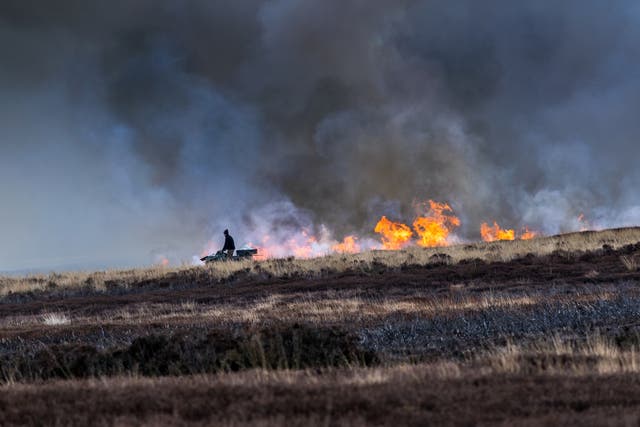 Burning heather so new shoots grow to feed the grouse. North Yorkshire Moors, England