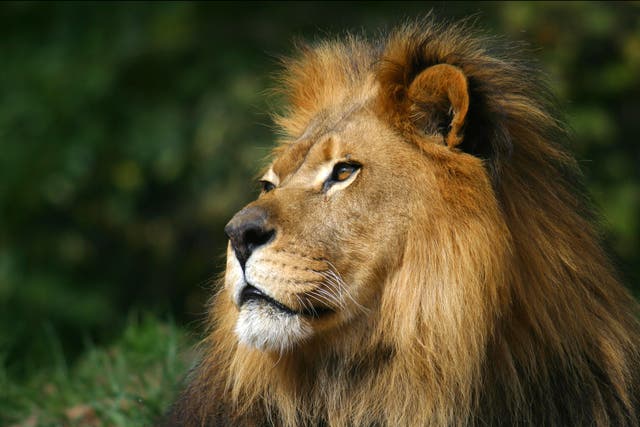 Four lions in a zoo in Spain have tested positive for Covid