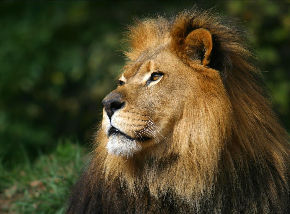 Four lions in a zoo in Spain have tested positive for Covid