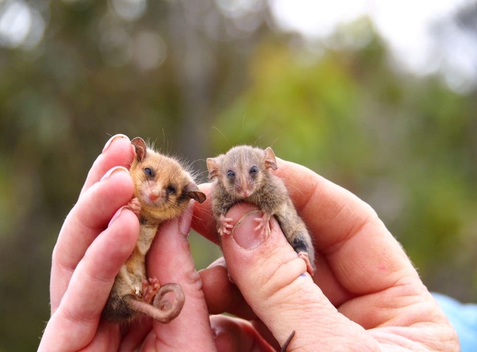 World's smallest possum alive on island after surviving devastating wildfires | The Independent