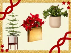 No space for a Christmas tree? Buy these festive plants instead
