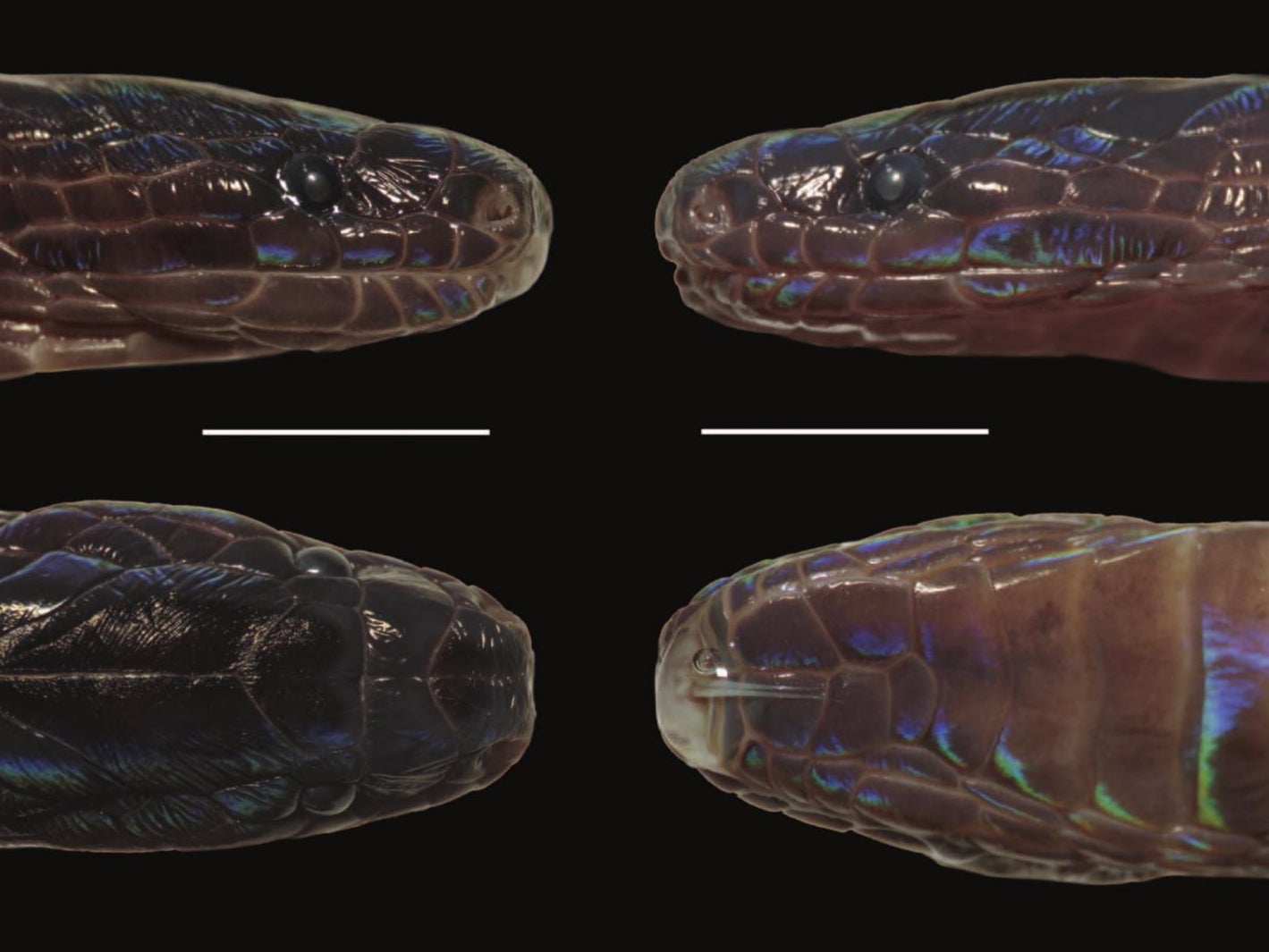 The iridescent scales of the newly discovered Achalinus zugorum