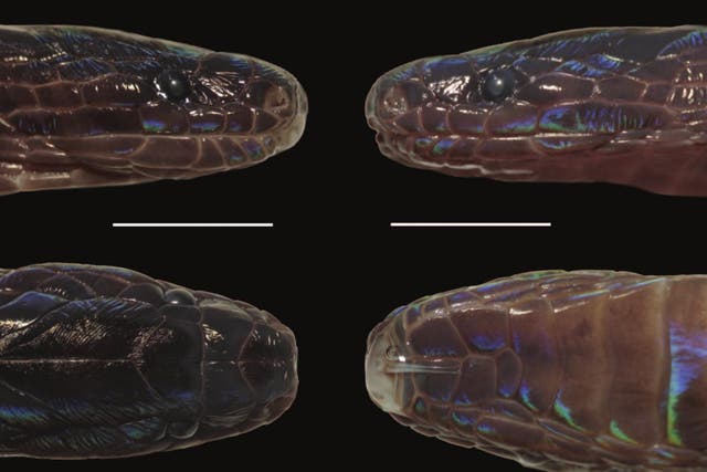 <p>Las escamas iridiscentes del recién descubierto Achalinus zugorum.</p>