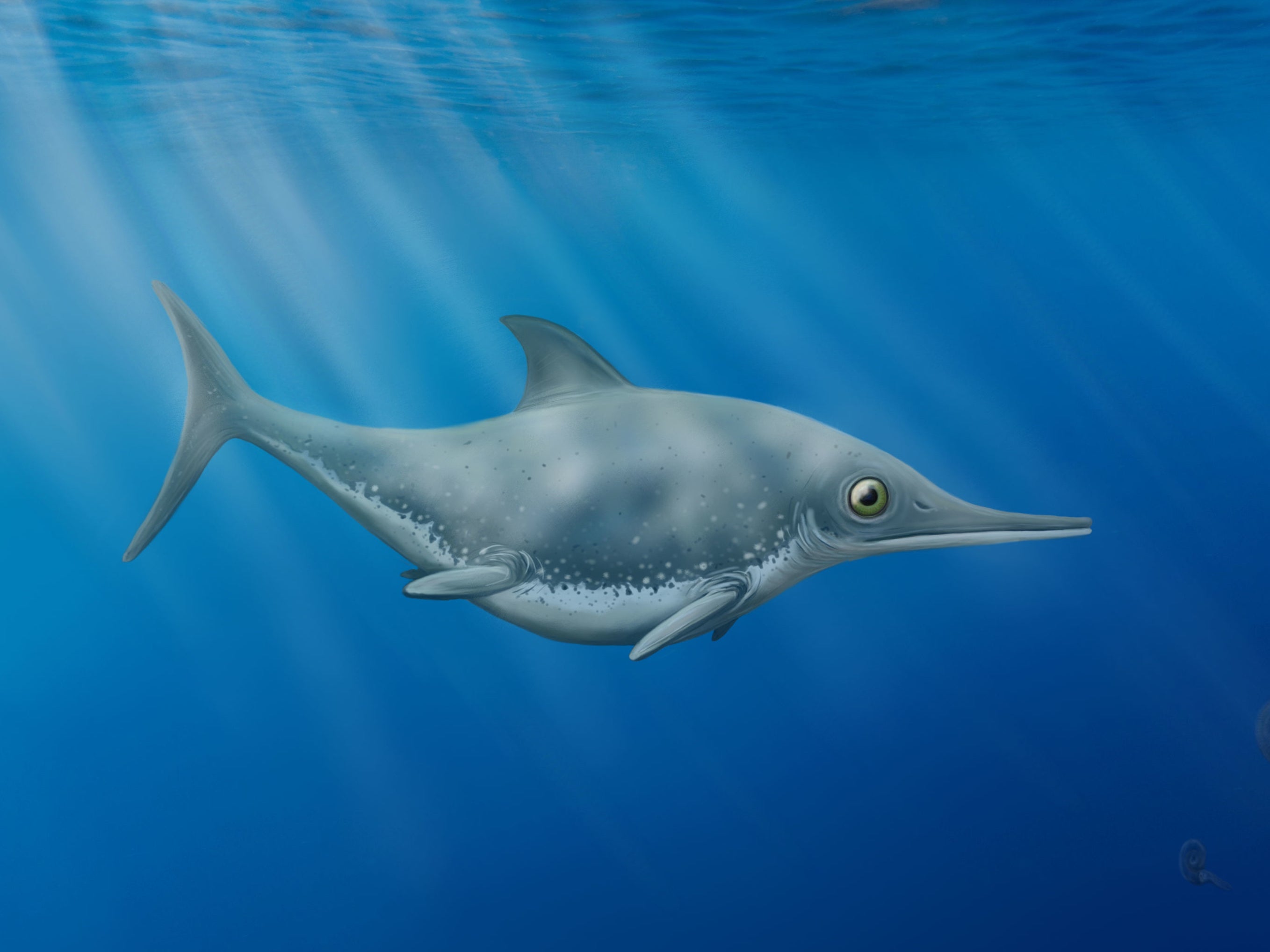 An artist’s impression of the new sea dragon